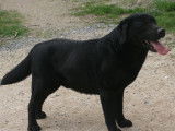 10 chiots Labradors LOF à réserver
