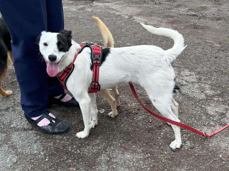 Chienne à adopter