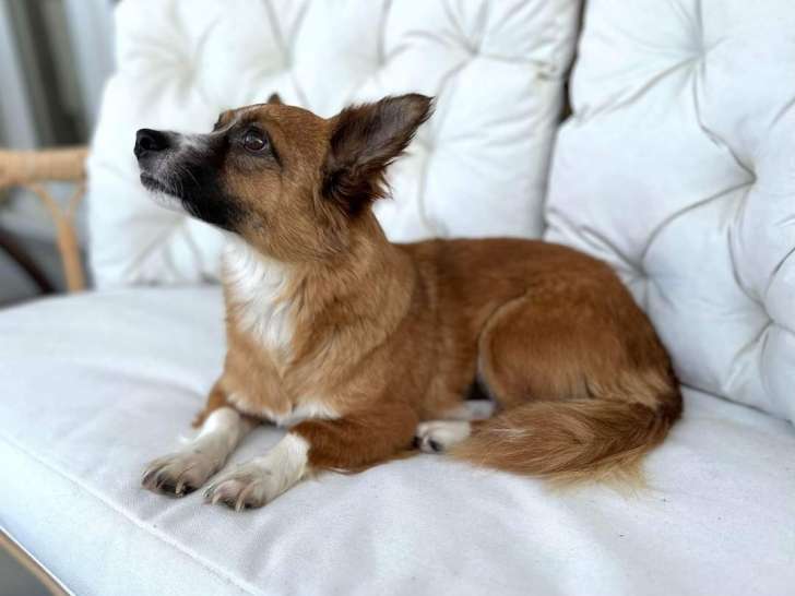 Chienne de trois ans à donner