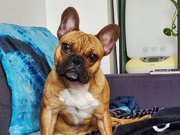 Chien Bouledogue Français à donner