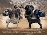À réserver : des chiots Cane Corso LOF
