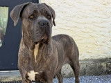 À réserver : des chiots Cane Corso LOF
