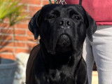 À réserver : des chiots Cane Corso LOF