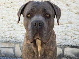 À réserver : des chiots Cane Corso LOF
