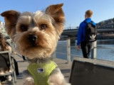 Mâle Yorkshire Terrier disponible pour saillie