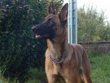 Recherche m&acirc;le Malinois LOSH ou LOF pour saillie