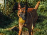 Recherche m&acirc;le Malinois LOSH ou LOF pour saillie
