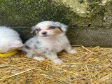 Chiots Berger Australien à vendre