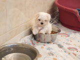 Chiots Bichon Maltais LOF disponibles