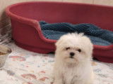 Chiots Bichon Maltais LOF disponibles