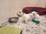 Chiots Bichon Maltais LOF disponibles