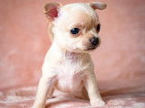 Chiot Chihuahua mâle à vendre