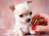 Chiot Chihuahua mâle à vendre
