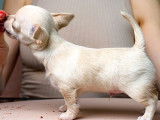 Chiot Chihuahua mâle à vendre