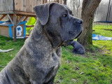 2 chiots femelles Cane Corso à réserver