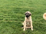 Chiot Berger Kangal mâle LOF fauve charbonné à vendre