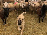 Chiot Berger Kangal mâle LOF fauve charbonné à vendre