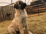 Chiot Berger Kangal mâle LOF fauve charbonné à vendre