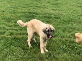 Chiot Berger Kangal mâle LOF fauve charbonné à vendre