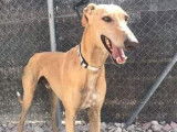 Chien Galgo de 5 ans et demi à adopter