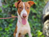 Chien roux et blanc à donner