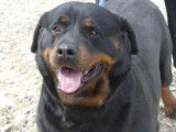 Chienne Rottweiler &agrave; adopter