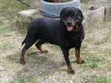 Chienne Rottweiler &agrave; adopter