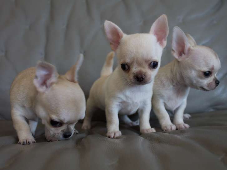 3 superbes chiots Chihuahua LOF à vendre