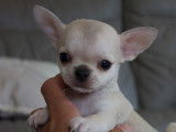 3 superbes chiots Chihuahua LOF à vendre