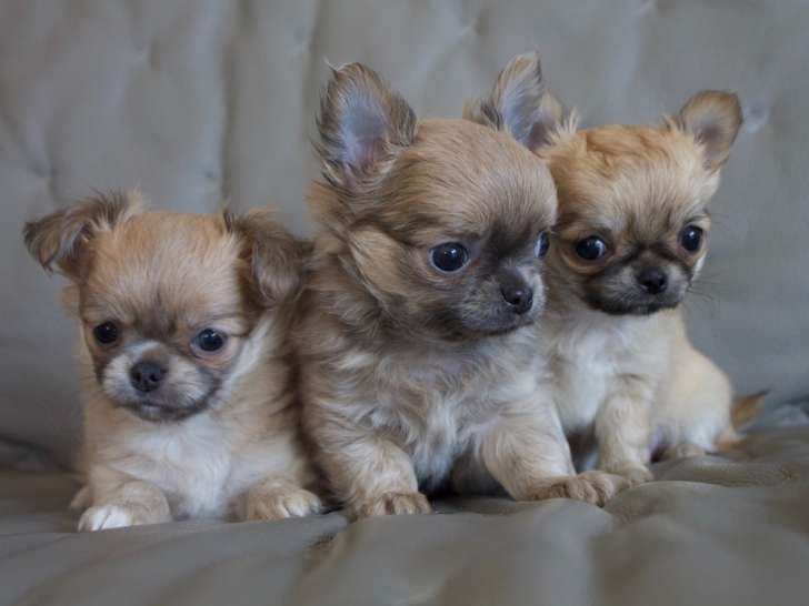 3 magnifiques chiots Chihuahua à poil long à vendre