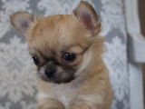 3 magnifiques chiots Chihuahua à poil long à vendre