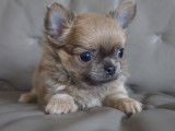 3 magnifiques chiots Chihuahua à poil long à vendre