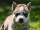 Chiots Husky &agrave; r&eacute;server