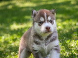 Chiots Husky &agrave; r&eacute;server