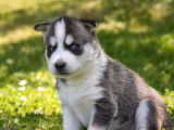 Chiots Husky &agrave; r&eacute;server