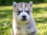 Chiots Husky &agrave; r&eacute;server
