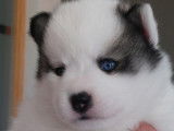 Chiots Pomsky F2 à vendre