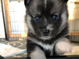 Chiots Pomsky F2 à vendre