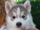 Aïko, Mâle F2, le plus costaud, un vrai mini husky lui, un beau marquage en fleur de lys et des yeux vairons. Très aventurier (réservé)
