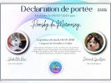Chiots pomsky F2 disponibles début septembre 2025