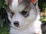 Chiots Pomsky F2 à vendre