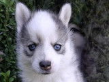 Chiots Pomsky F2 à vendre