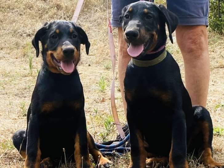 Chiots beaucerons 3 mois