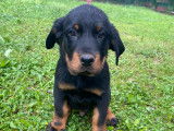 Chiot 2 mois
