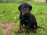3 chiots beaucerons nés le 1mars 2024 a réserver