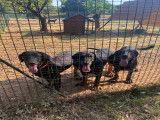 3 chiots beaucerons nés le 1mars 2024 a réserver