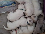 Chiots Berger Blanc Suisse à vendre