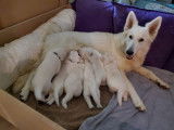 Chiots Berger Blanc Suisse à vendre