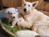 Chiots Berger Blanc Suisse à vendre