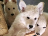 Chiots Berger Blanc Suisse à vendre